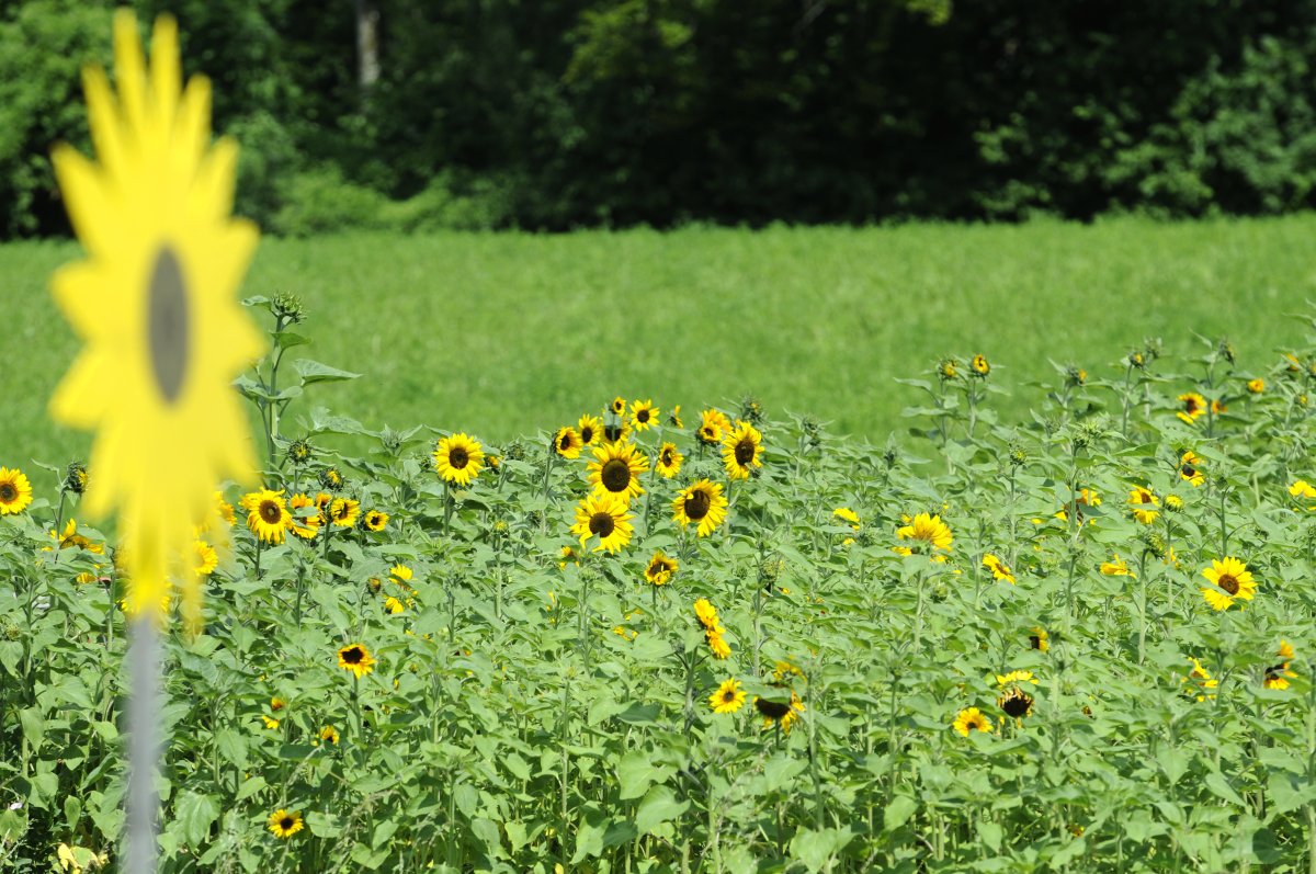 Sept candidats-es à la Municipalité de Champvent